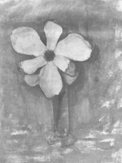 Magnolia