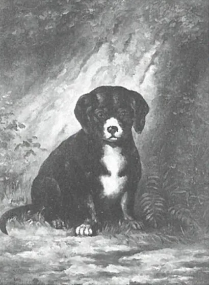 Puppy