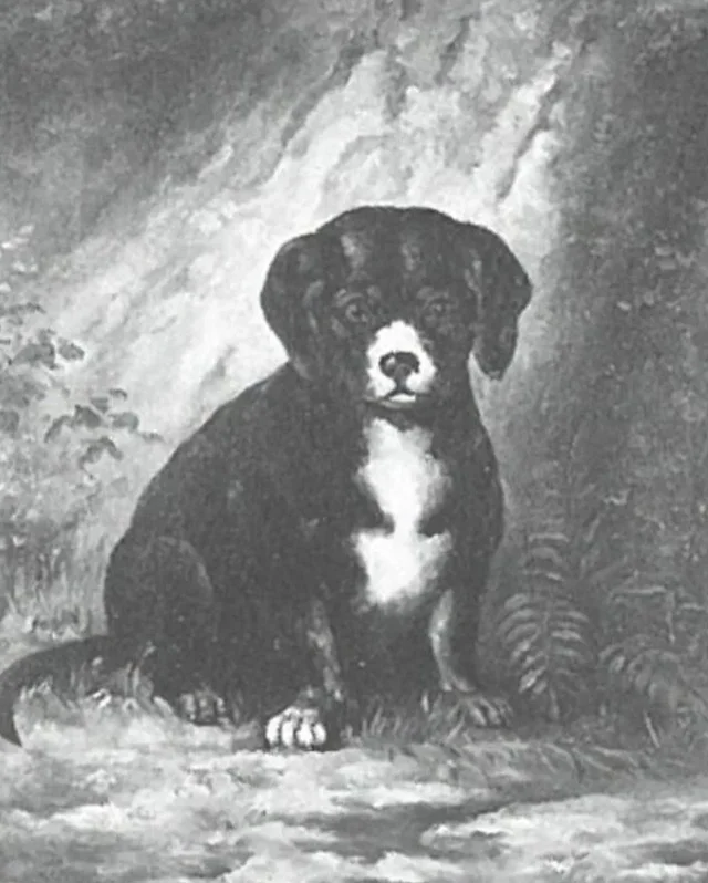 Cachorro