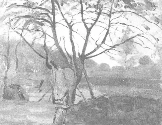 Silhouette of a spreading tree