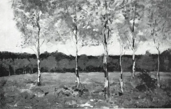 Six young birch trees in a field