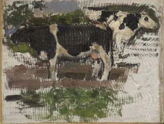 Study of two cows