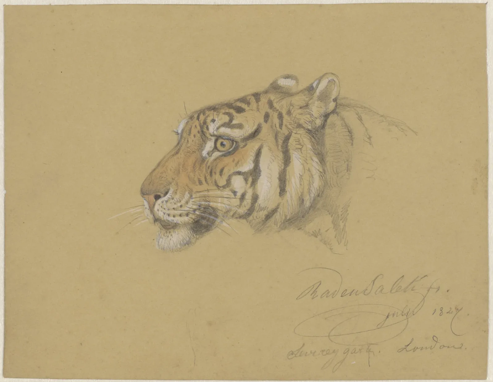 Tête de tigre, Raden Saleh