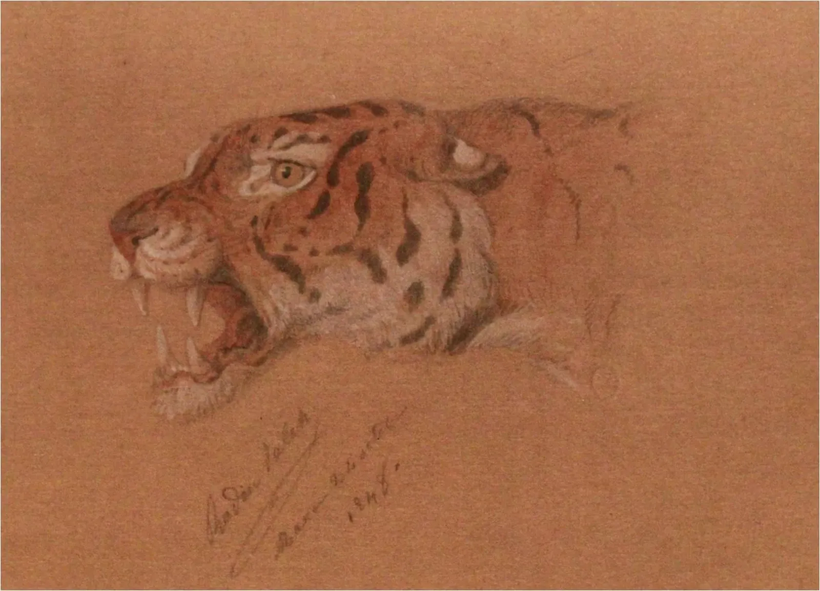 Étude de tigre, Raden Saleh