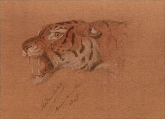 Study of a Tiger — Raden Saleh