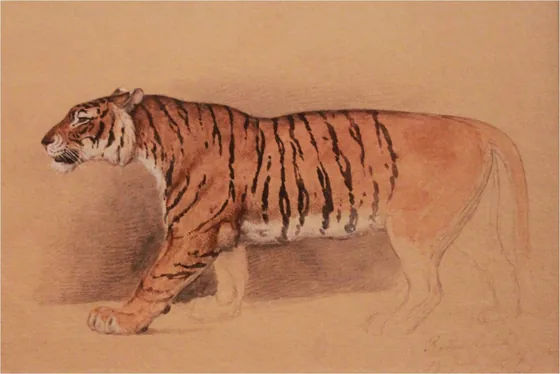 Study of a Walking Tiger — Raden Saleh