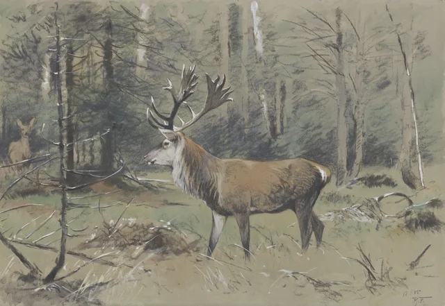 Stag with Uneven Antlers and Hind in the Rominten Forest