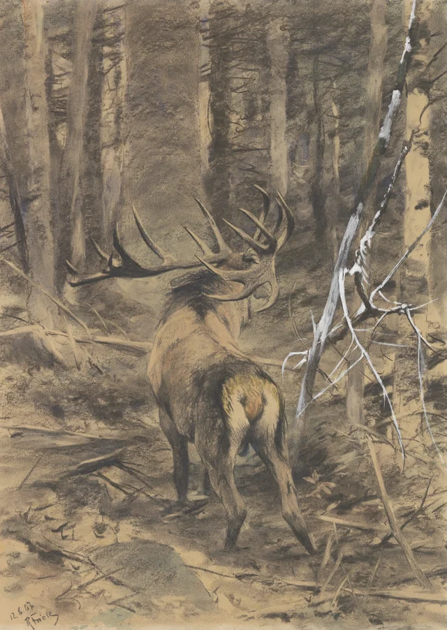 Cerf noble qui brame dans la forêt vierge, Richard Friese