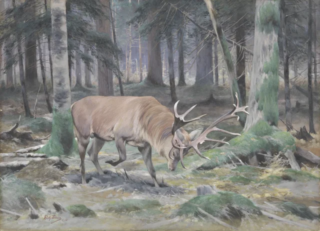 Red Deer Stag Pawing the Ground
