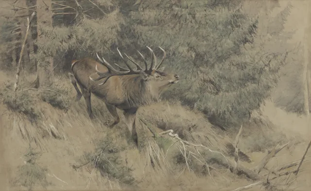Cerf noble sortant du bois, Richard Friese