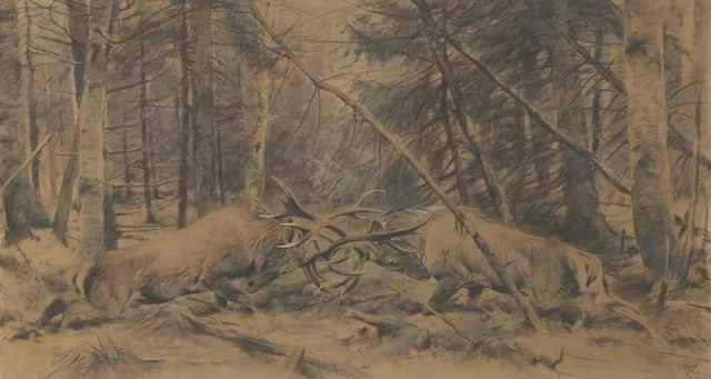 Cerfs nobles se battant dans la forêt de Rominten, Richard Friese
