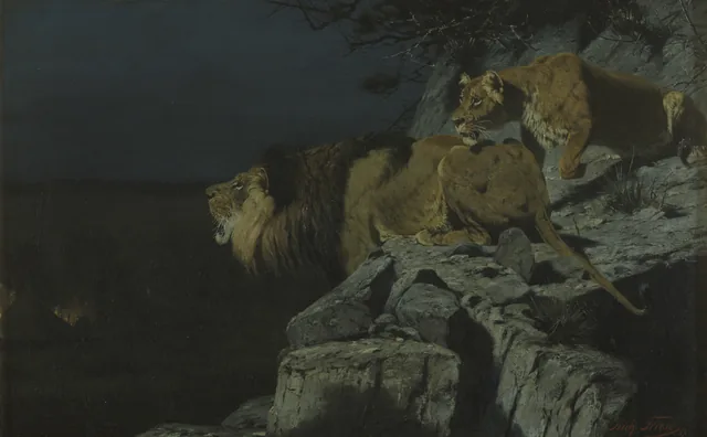 Pair of Lions Watching a Campfire at Night