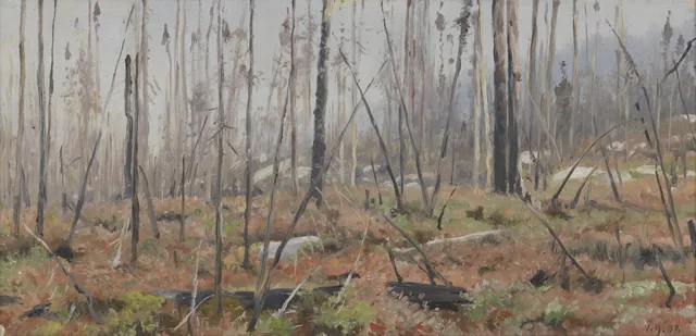 Dead Forest in Canada
