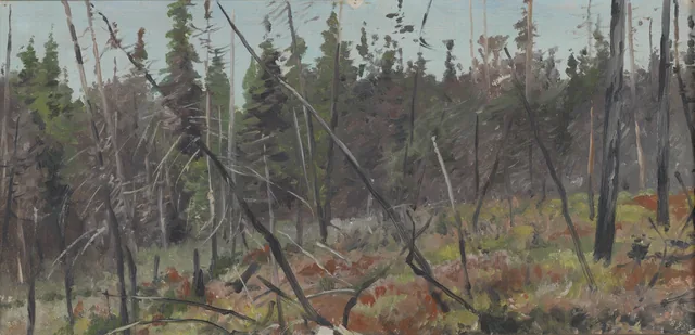 Forest Edge in Canada