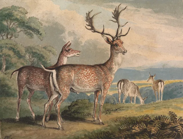 Cerf, biche et faons