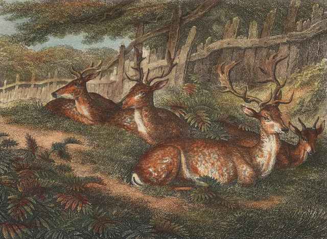 Male Fallow Deer, Samuel Howitt