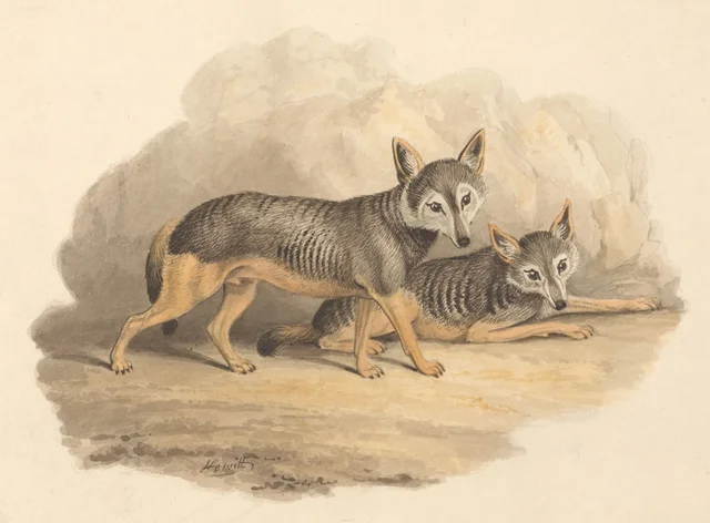 Deux hyènes