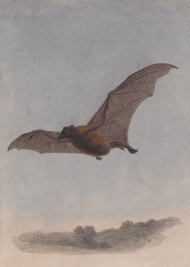 Study of a Vampire Bat, Samuel Howitt