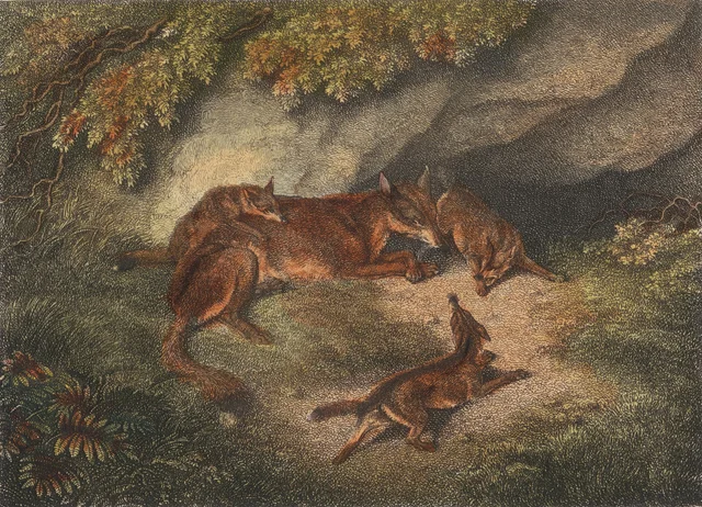 Bitch Fox and Cubs, Samuel Howitt
