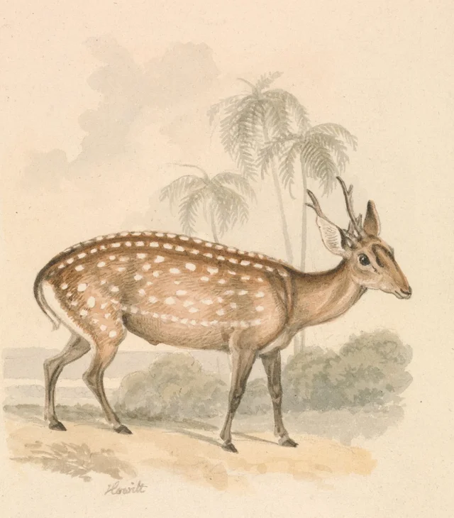 Hog Deer, Samuel Howitt