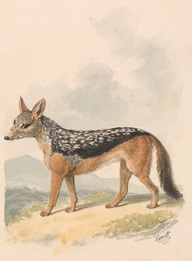 Black-backed Jackal, Samuel Howitt