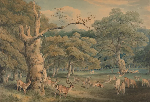 Le chêne de Hearne, forêt de Windsor