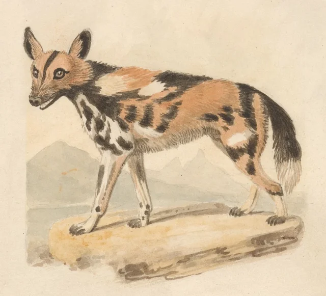 Abyssinian Dog, Samuel Howitt