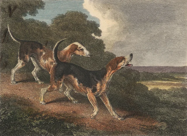 The Fox Hound, Samuel Howitt