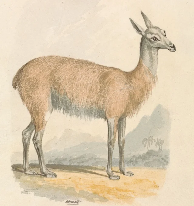 La llama, Samuel Howitt