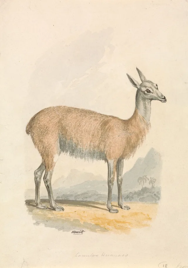 Le lama