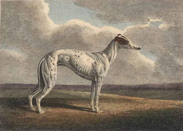 The Greyhound, Samuel Howitt