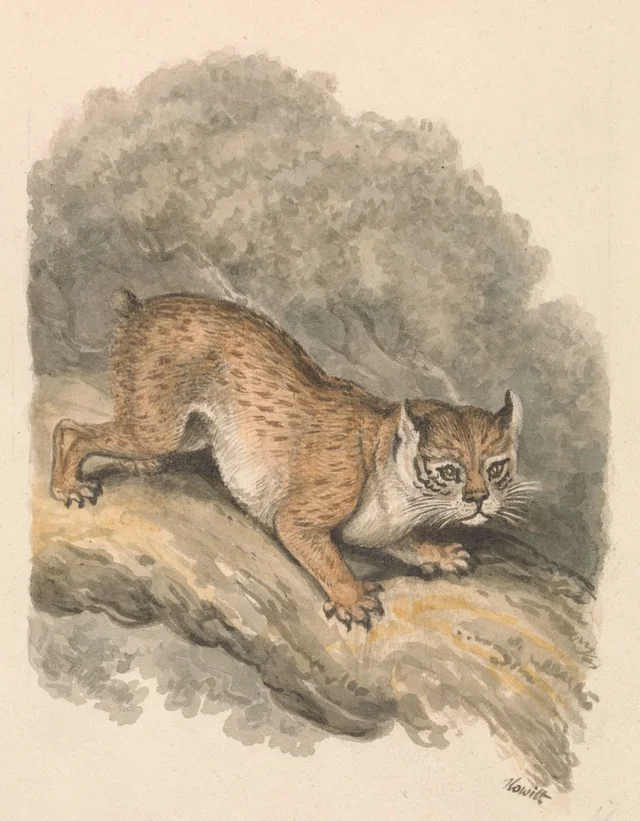 North American Lynx