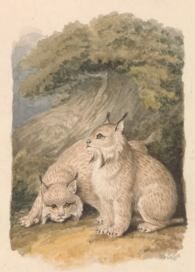 El lince del Canadá, del natural, Samuel Howitt