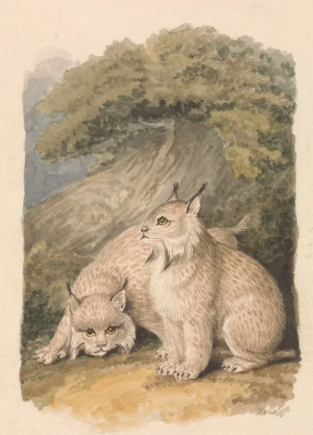 Le lynx du Canada, d'après nature
