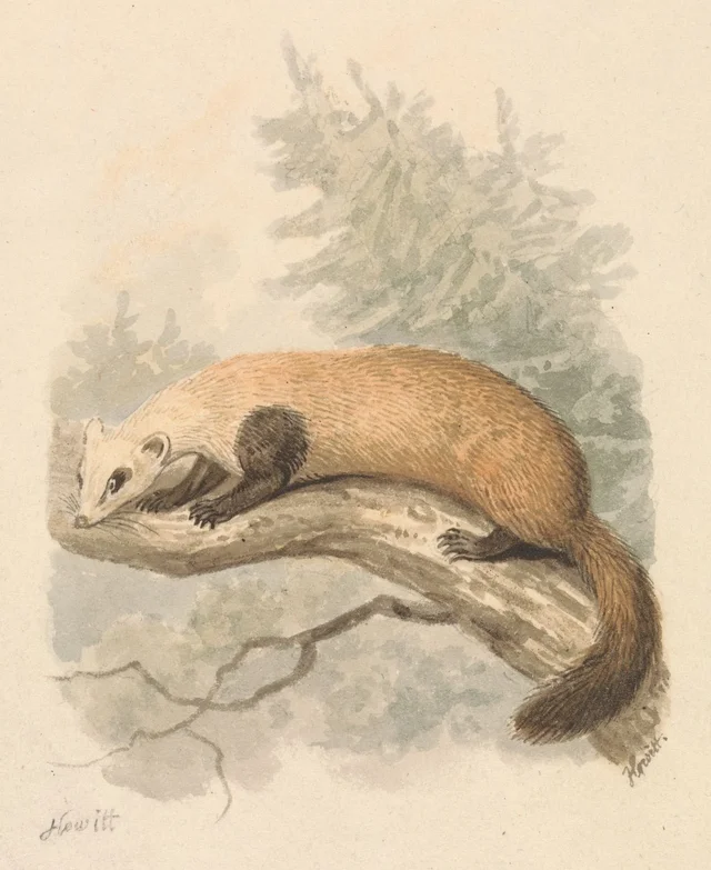 Polecat