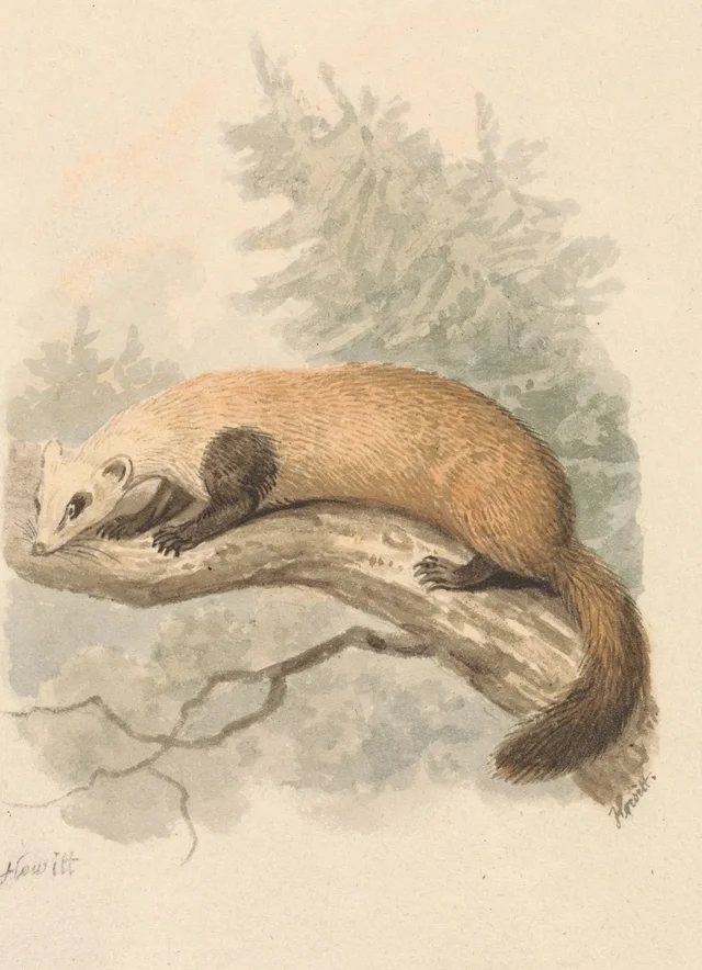 Polecat