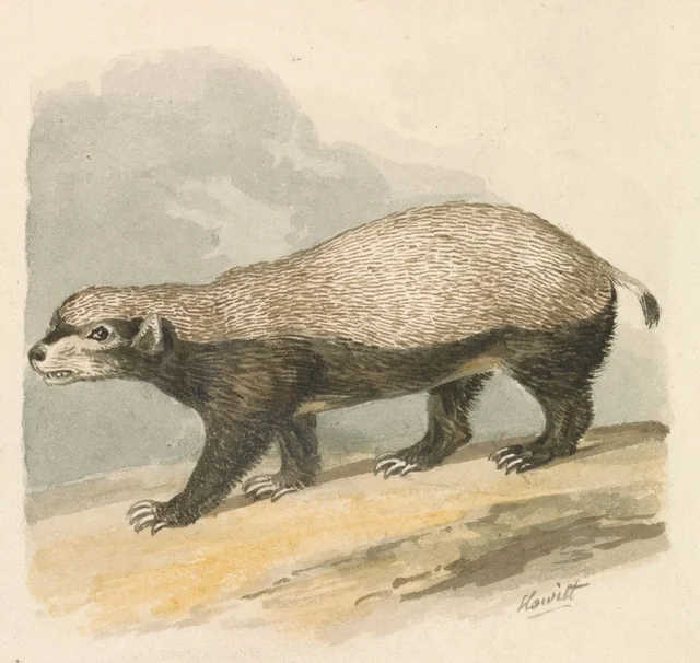 Honey-Badger