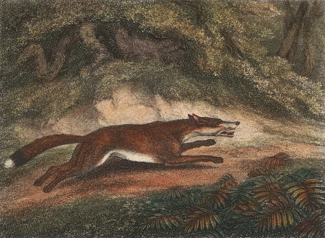 The Hunted Fox, Samuel Howitt