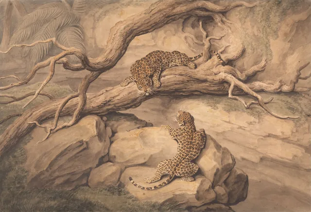 Léopards jouant parmi des arbres abattus et des rochers