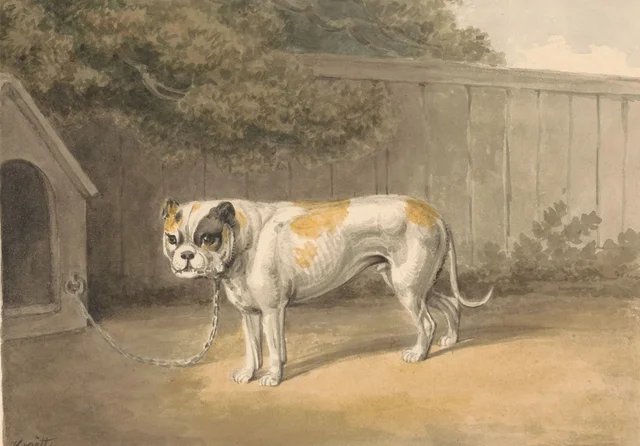 Un bouledogue
