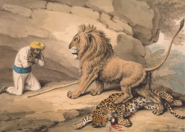 Un lion debout sur un léopard blessé