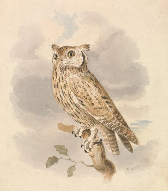 Scops Owl, Samuel Howitt