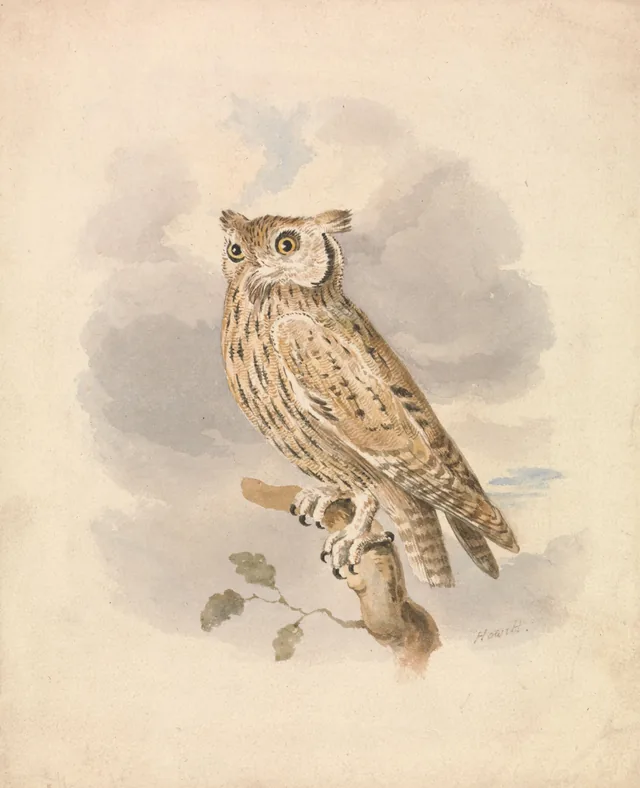 Un petit-duc