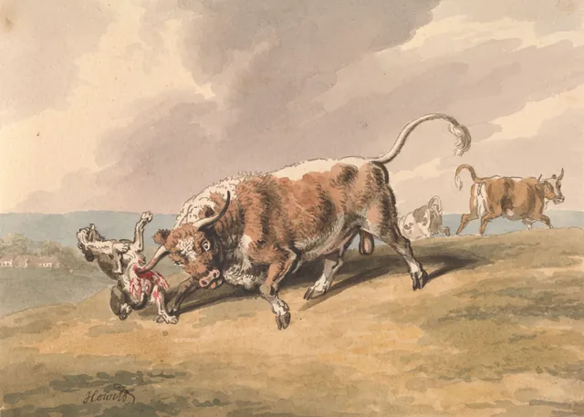 Un taureau attaquant un chien