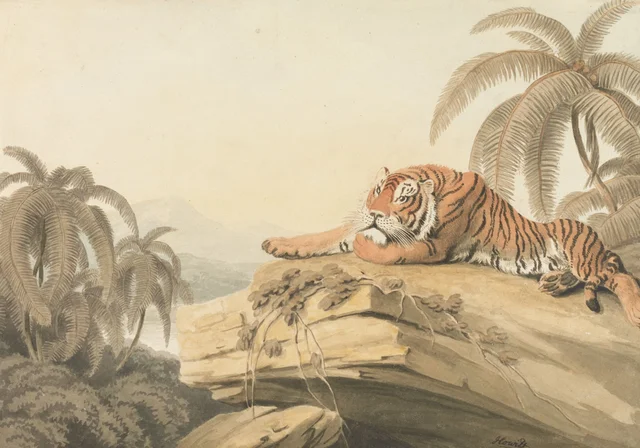 Un tigre au repos : frontispice des « Oriental Field Sports »