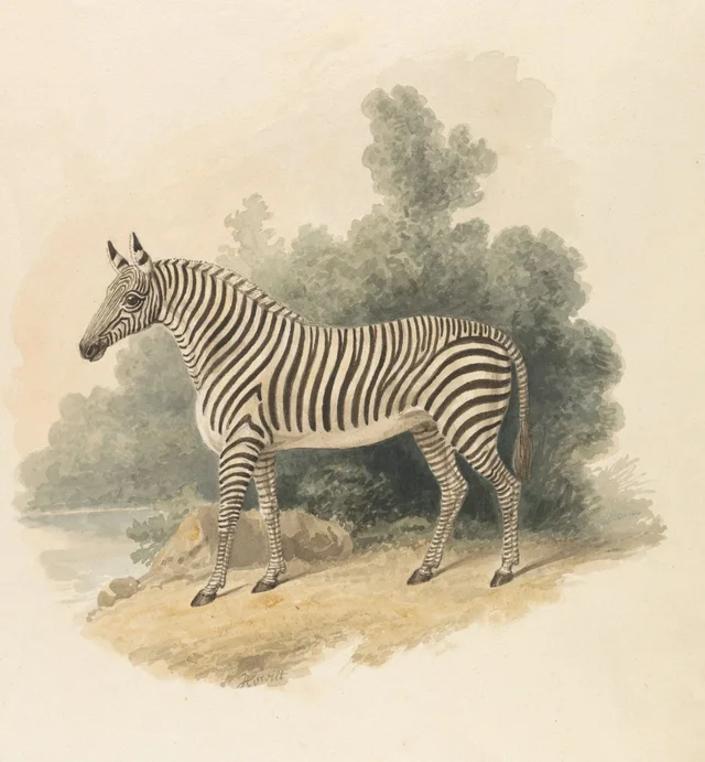 A Zebra, Samuel Howitt