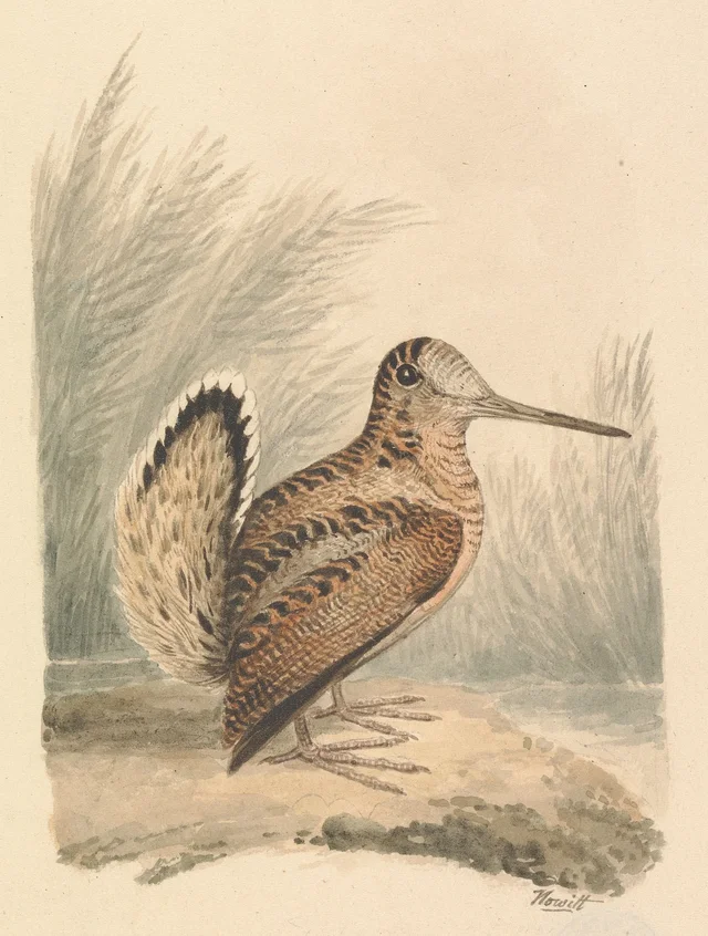 A Woodcock, Samuel Howitt
