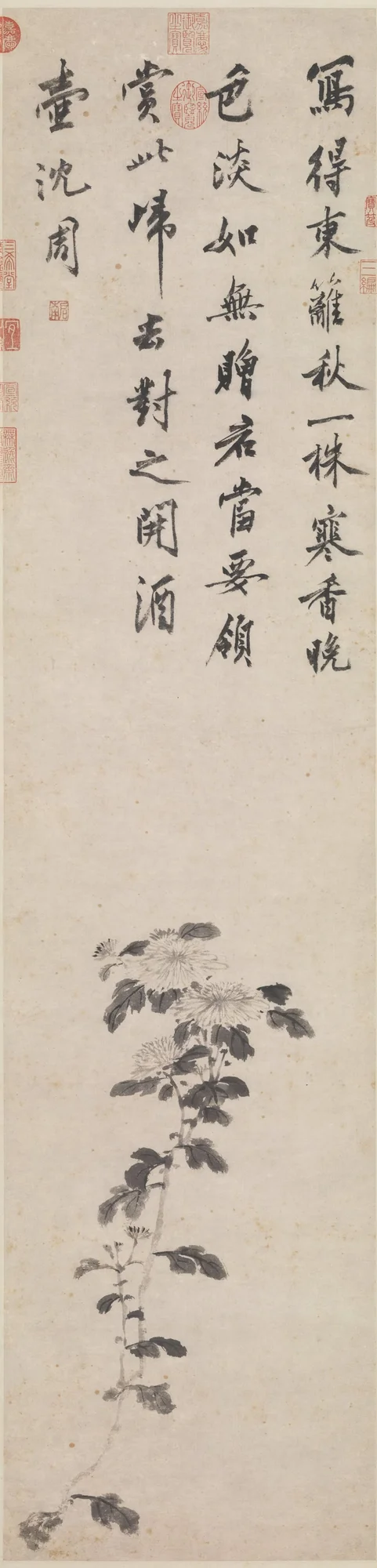 墨菊, 沈周