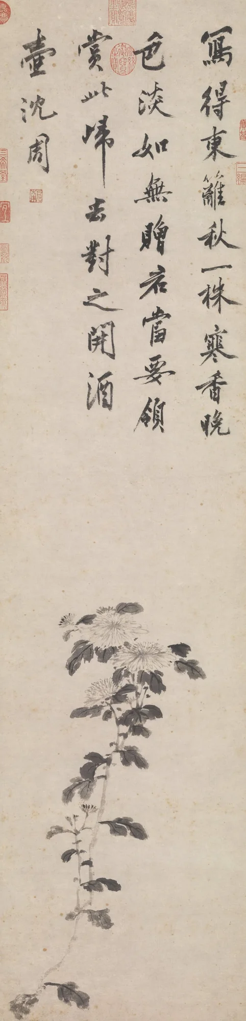 Crisantemos a la tinta, Shen Zhou
