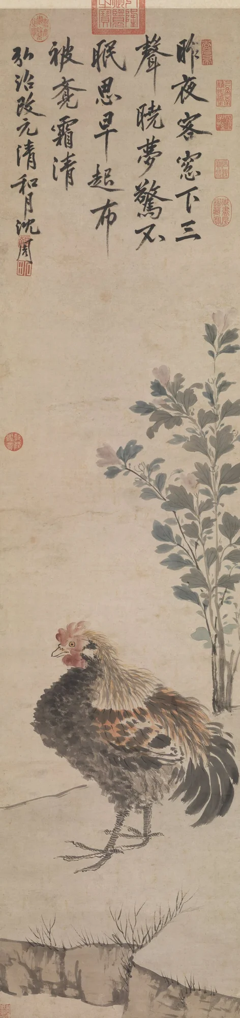 Gallo, Shen Zhou